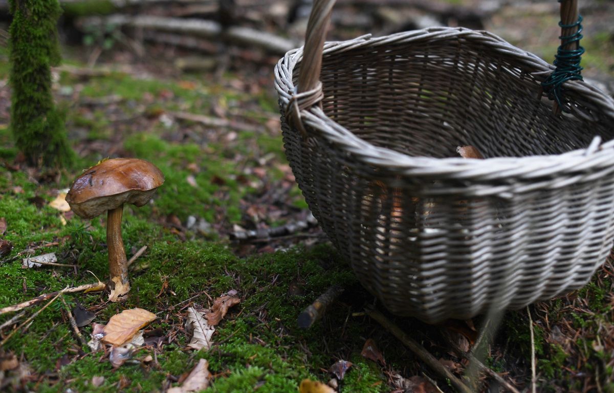Haute-Garonne : En treillis, un cueilleur de champignons provoque la panique dans une école