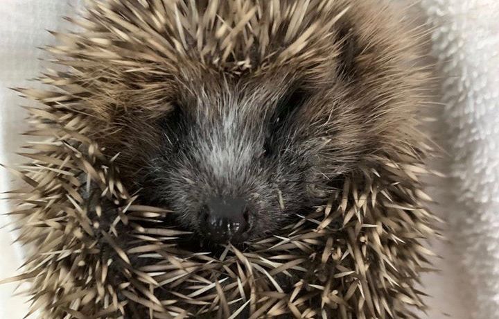 Gironde : Un braconnier interpellé après la capture de plus de 400 hérissons