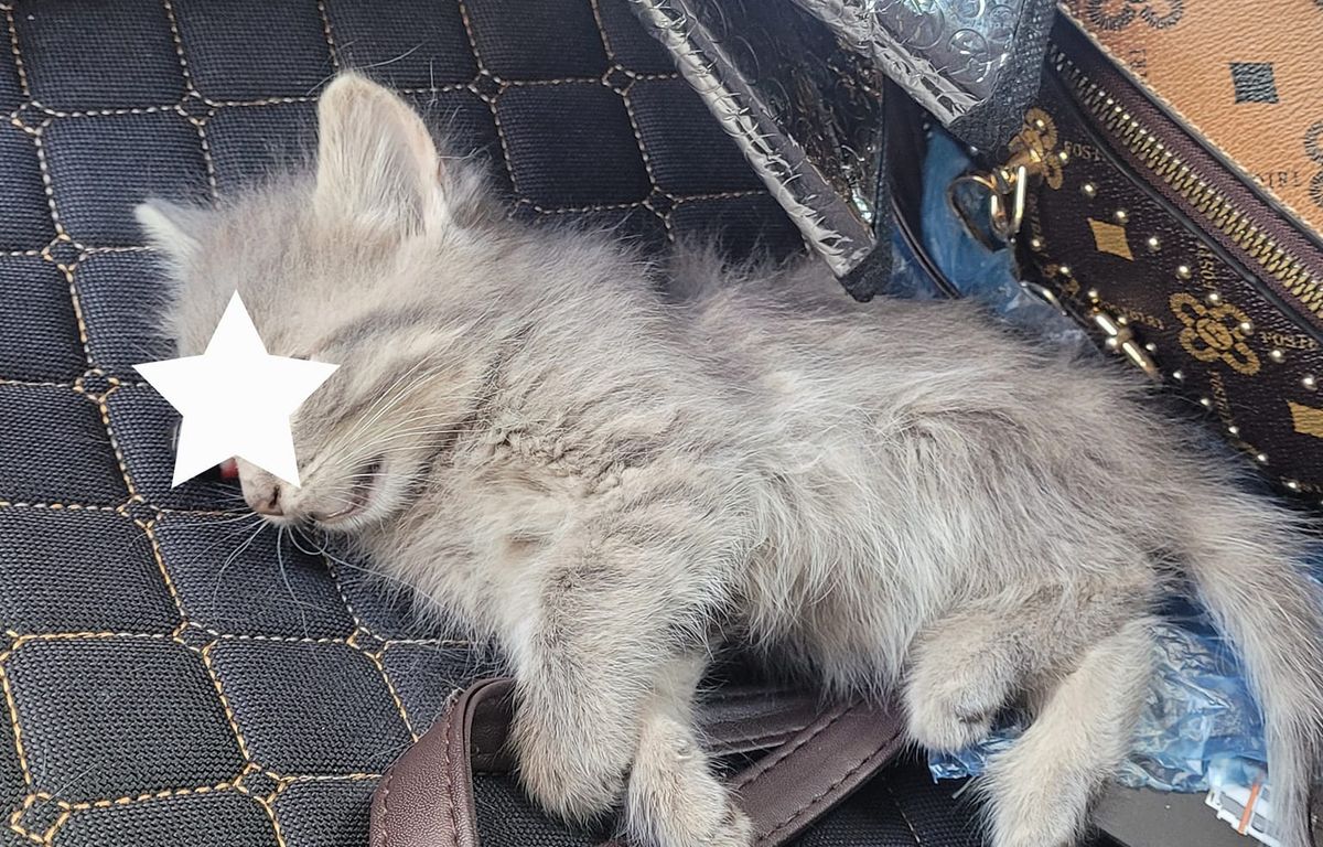 Gard : « Barbare et ignoble »… Un appel à témoin pour retrouver l’homme qui a fracassé trois chatons sur le bitume