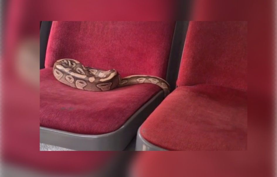 Rouen : Il se promène avec son python… et l’oublie dans le bus