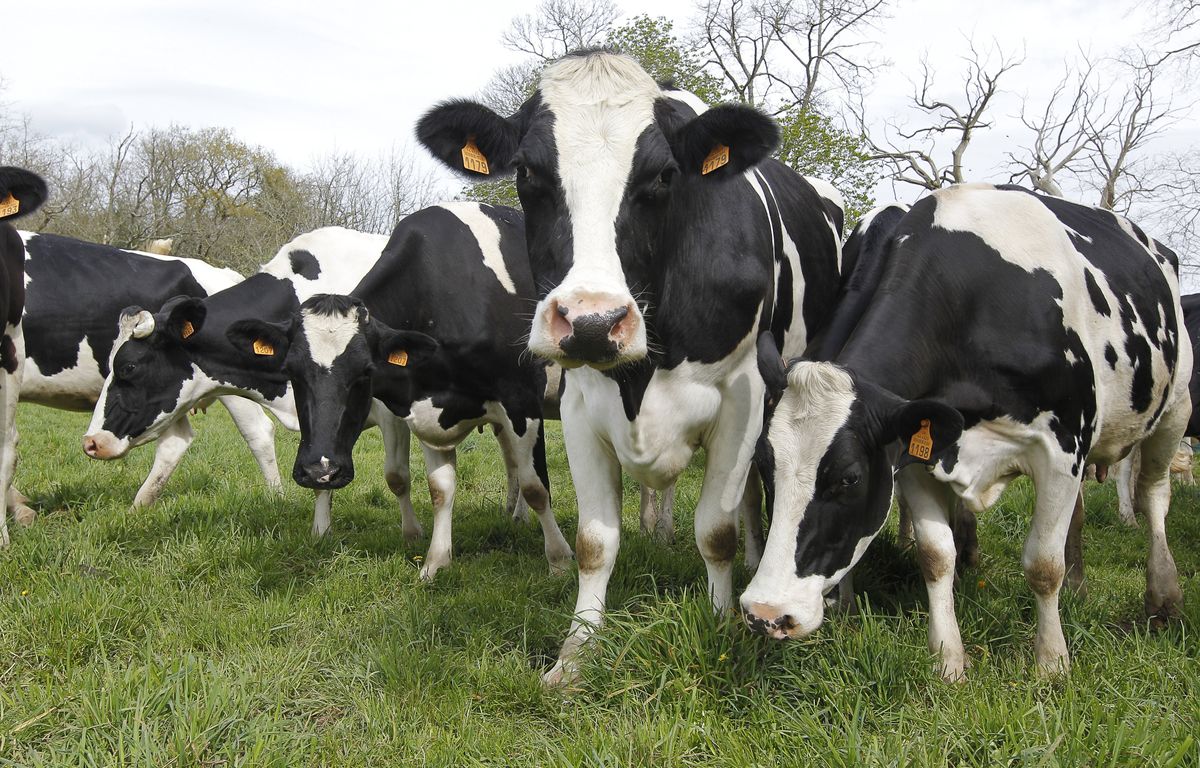 Autriche : Une randonneuse tuée par une attaque de vaches le jour de son anniversaire