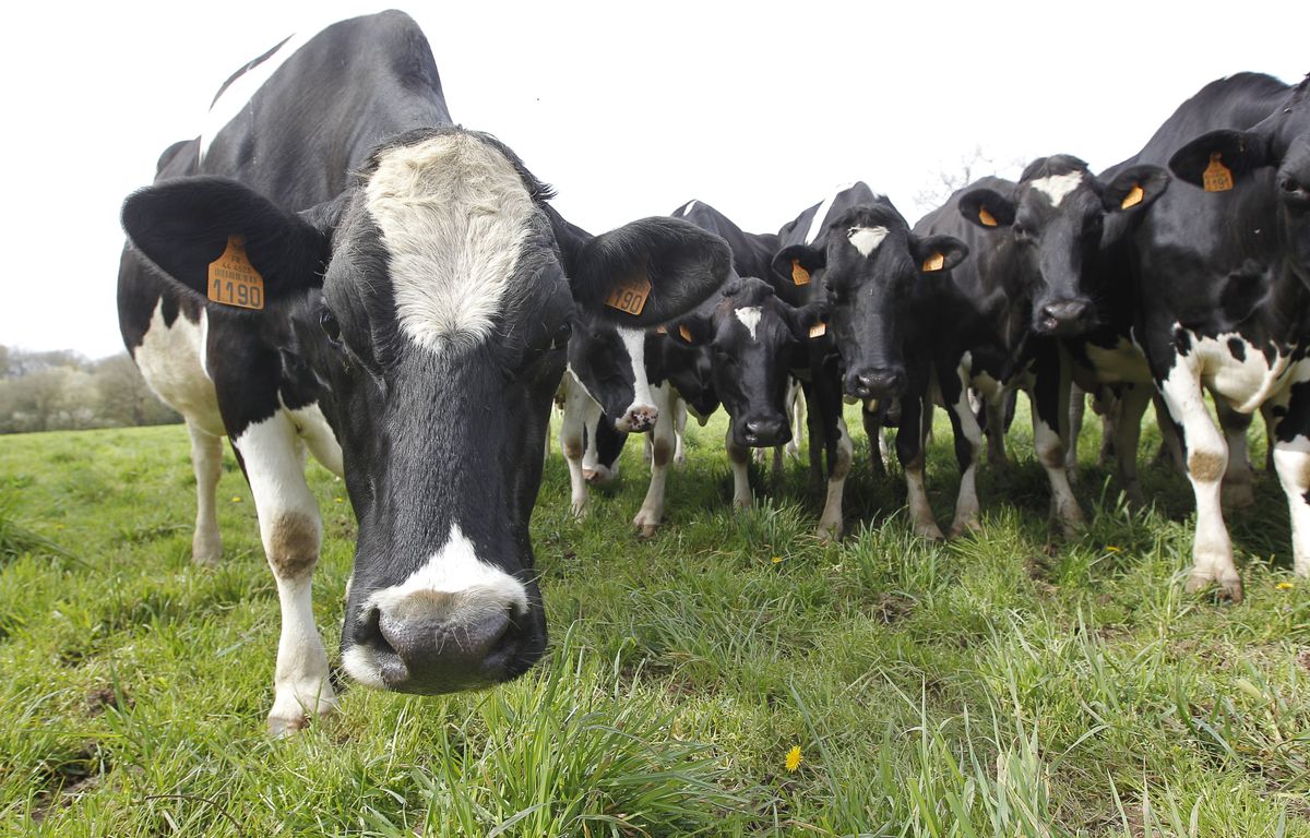 Sarthe : Huit vaches disparaissent dans un mystérieux trou de 18 m de profondeur
