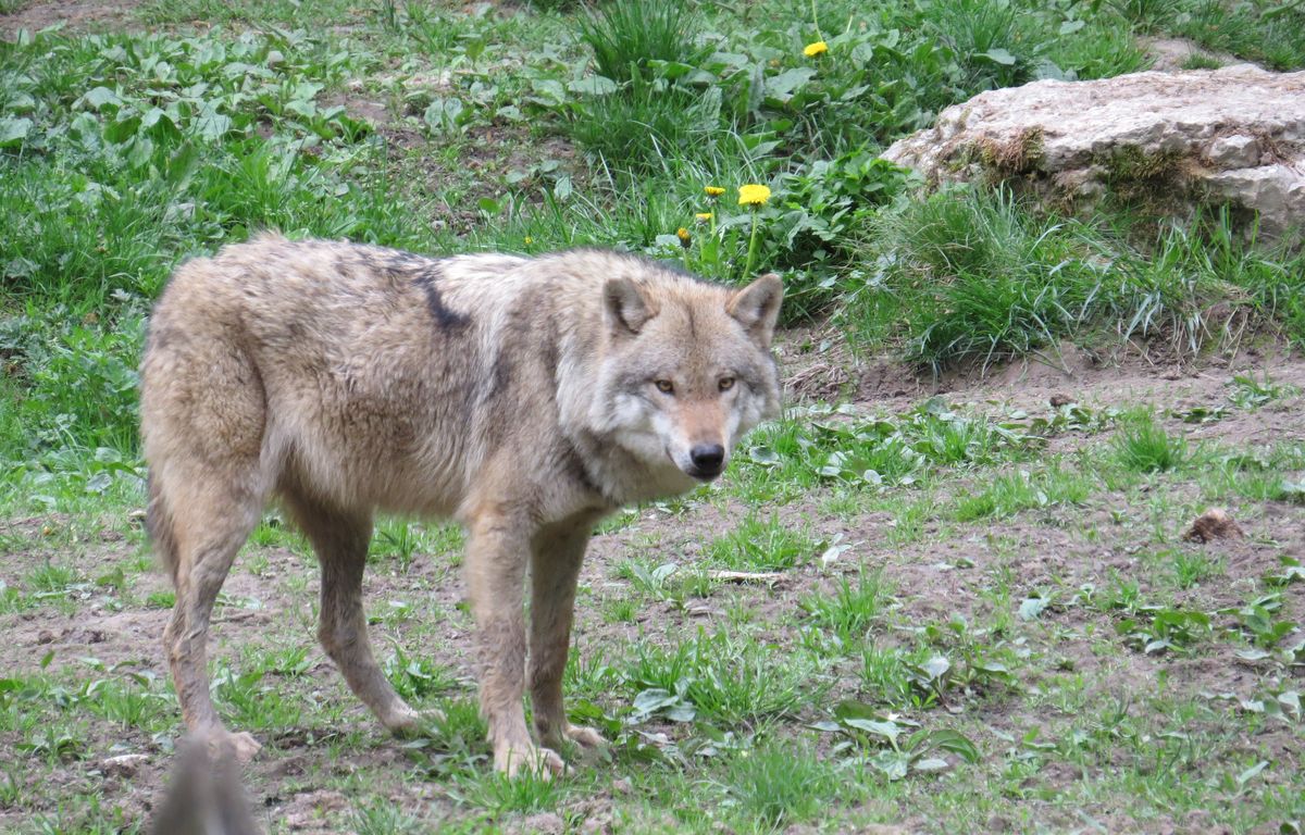 Zoo de Thoiry : Comment la victime s’est-elle retrouvée dans l’enclos des loups ?