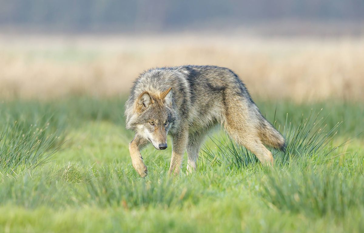 Zoo de Thoiry : Une femme mordue par des loups, son pronostic vital engagé