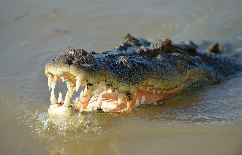Australie : Des restes humains retrouvés après la disparition d’une enfant « attaquée par un crocodile »