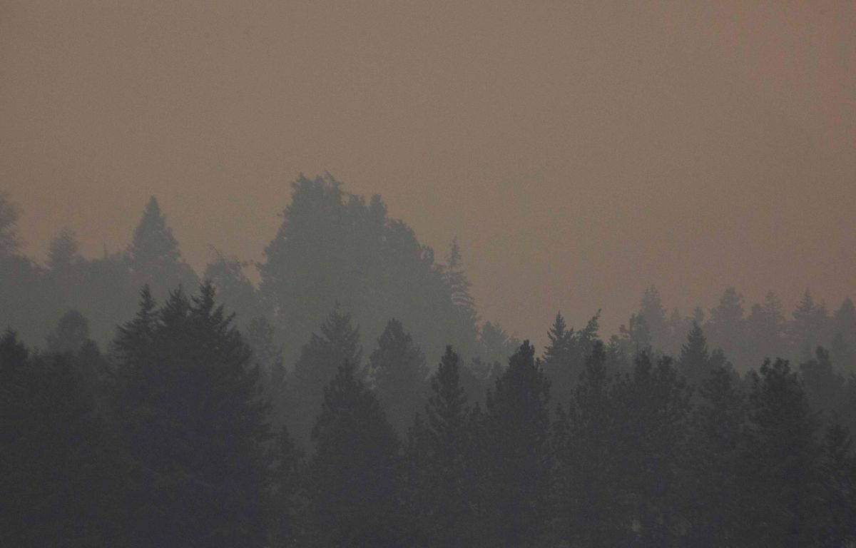 « Mon mari m’a attachée » : Une Américaine retrouvée enchaînée à un arbre dans une forêt indienne