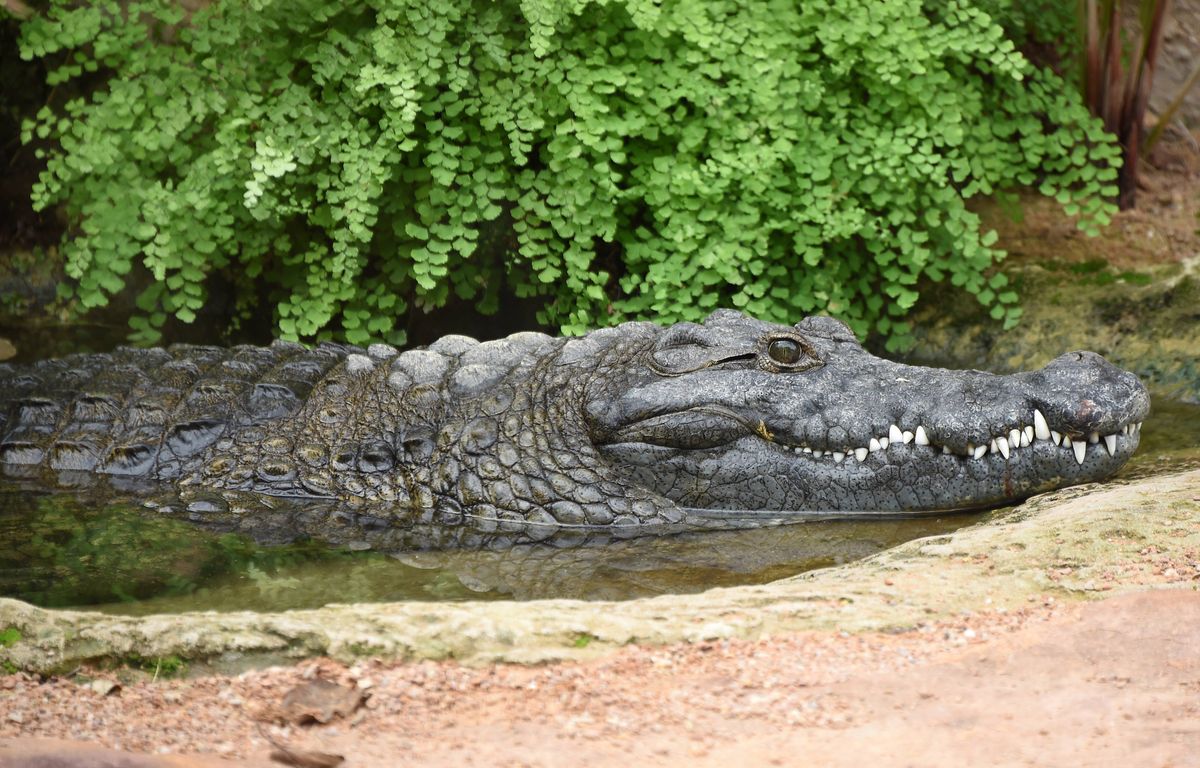 Australie : Un enfant de 12 ans porté disparu, sans doute attaqué par un crocodile