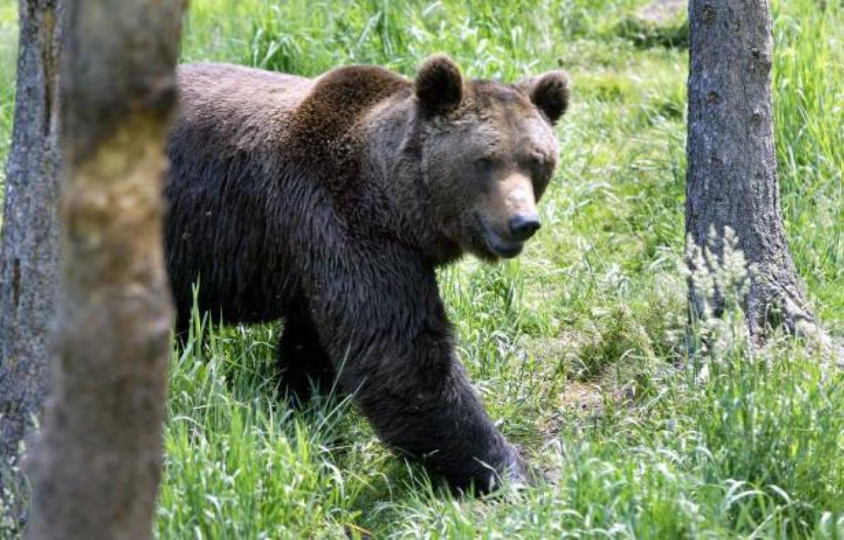 Italie : L’ourse qui a blessé un Français en train de faire son jogging a été abattue