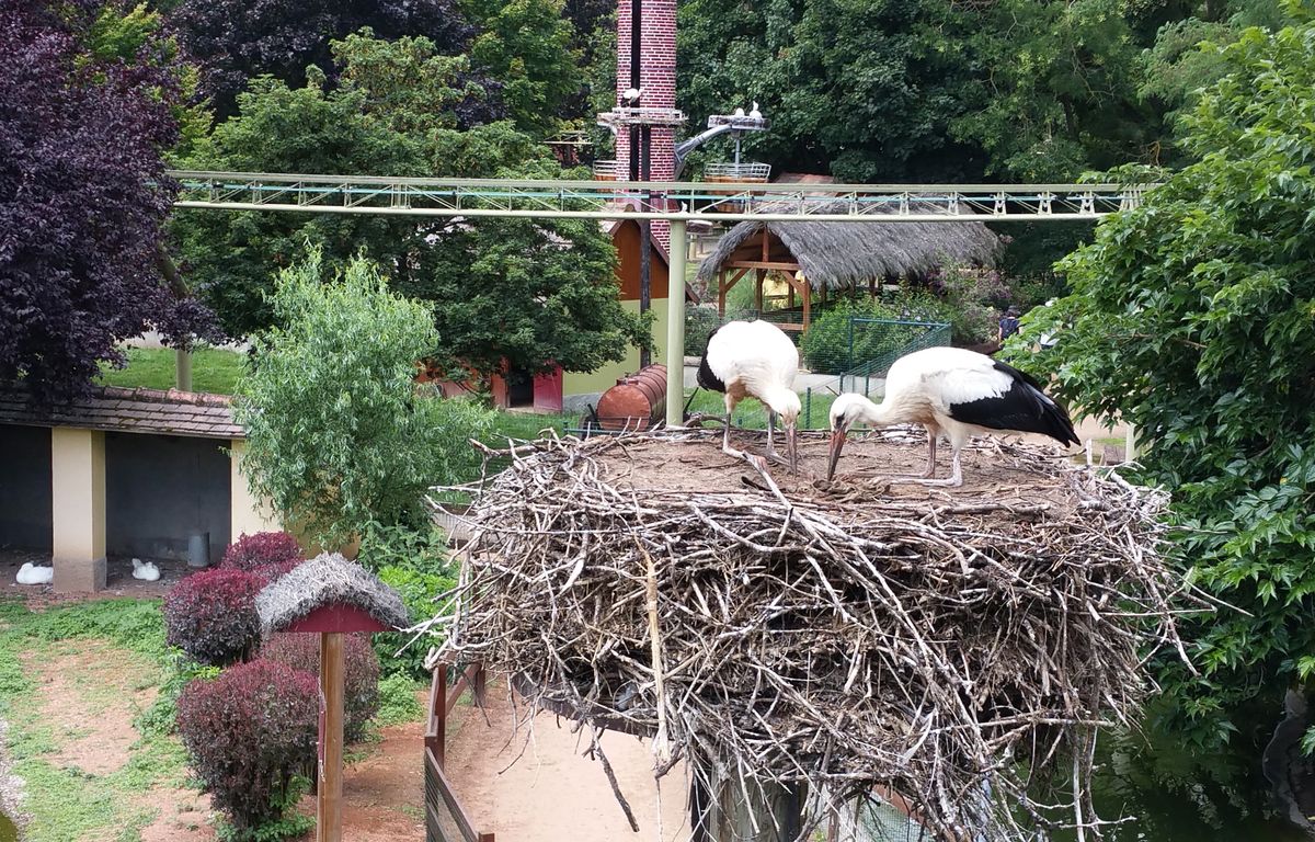 Bas-Rhin : Les pompiers secourent 17 enfants bloqués dans un manège à 5 m de haut