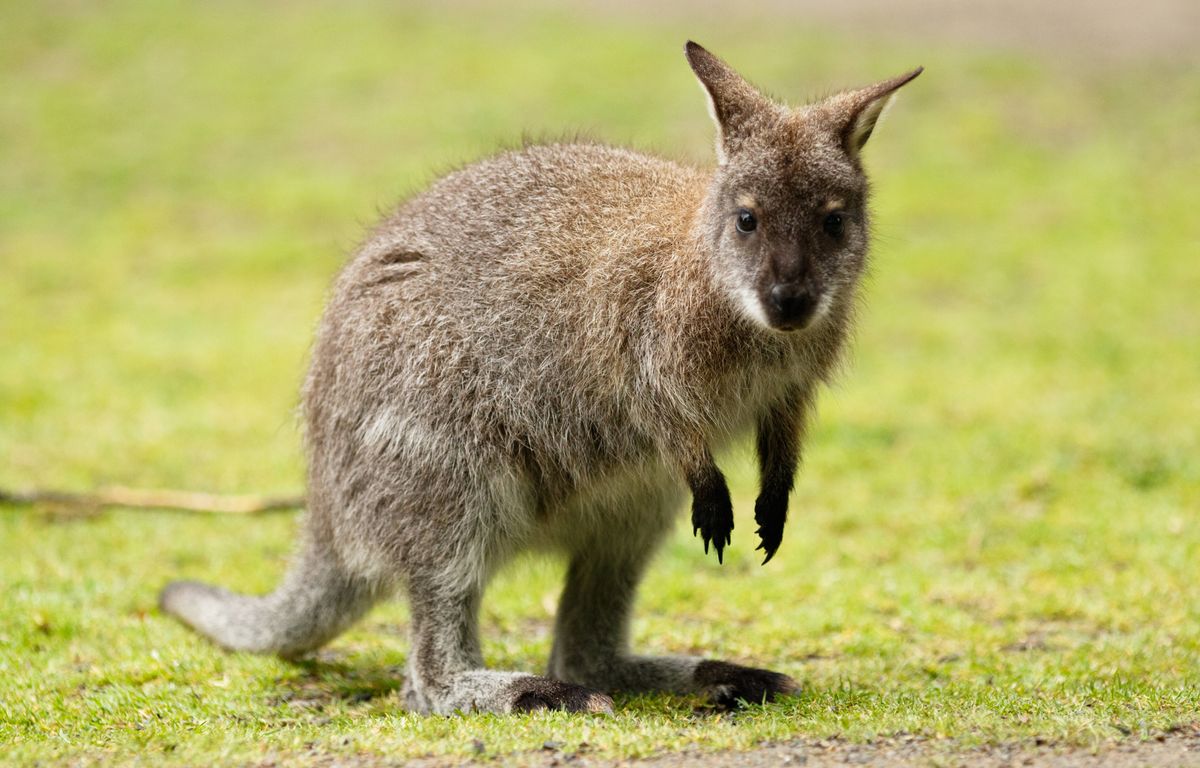 Morbihan : Un wallaby en fuite capturé dans un jardin, le propriétaire recherché