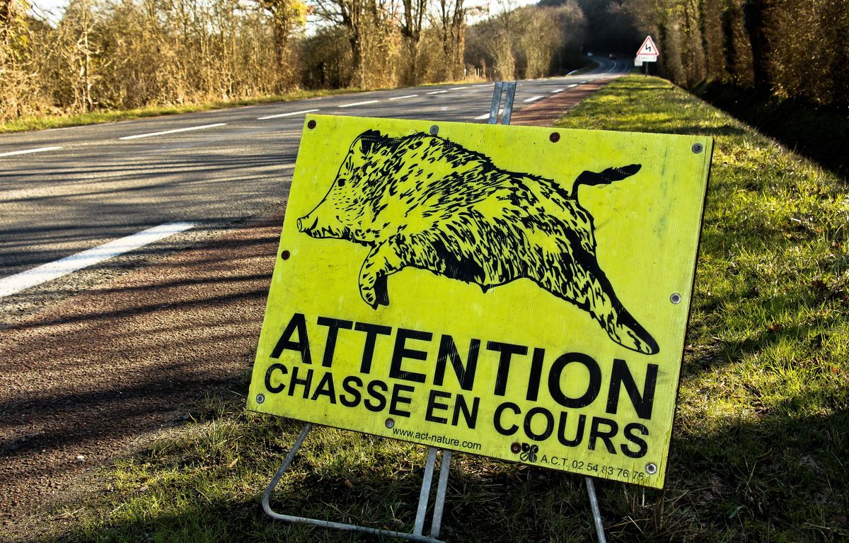 Gard : Un chasseur tué par balle lors d’une battue au sanglier
