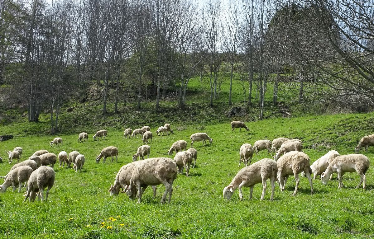 Météo dans le Nord : Plus d’une centaine de moutons périssent dans des inondations