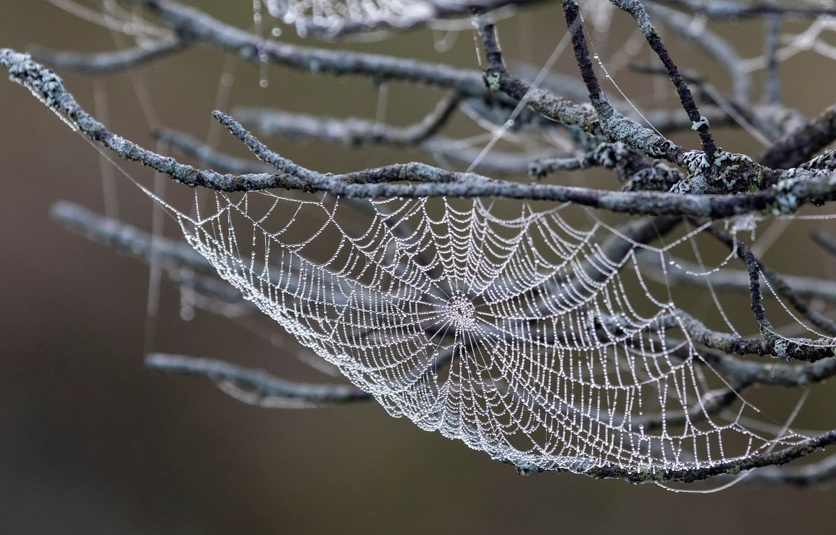 Deux Italiens tués en un mois par l’araignée violoniste, doit-on en avoir peur en France ?