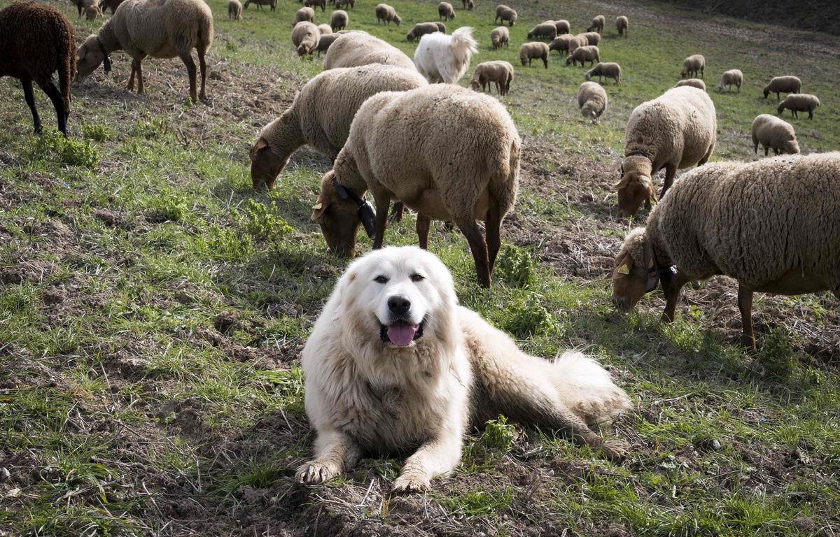 Isère : Nouvelle attaque d’un couple de randonneurs par des chiens patou