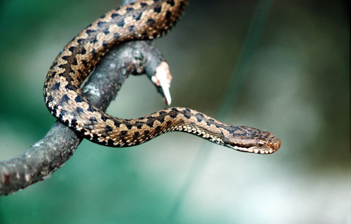 Pyrénées : Mordu par un serpent, un randonneur héliporté dans un état « grave »