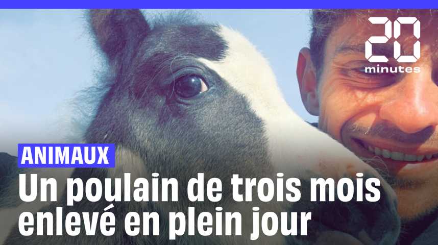 « On m’a volé mon poulain », Rémy lance un appel à l’aide sur les réseaux sociaux pour retrouver son poney Oompa-Loompa