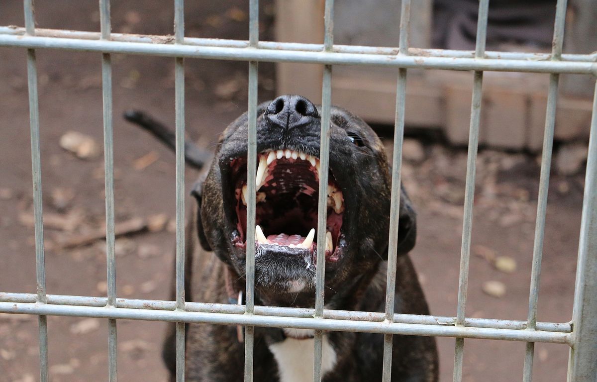 Peine avec sursis pour les propriétaires des chiens qui ont attaqué et provoqué la mort d’une femme de 87 ans