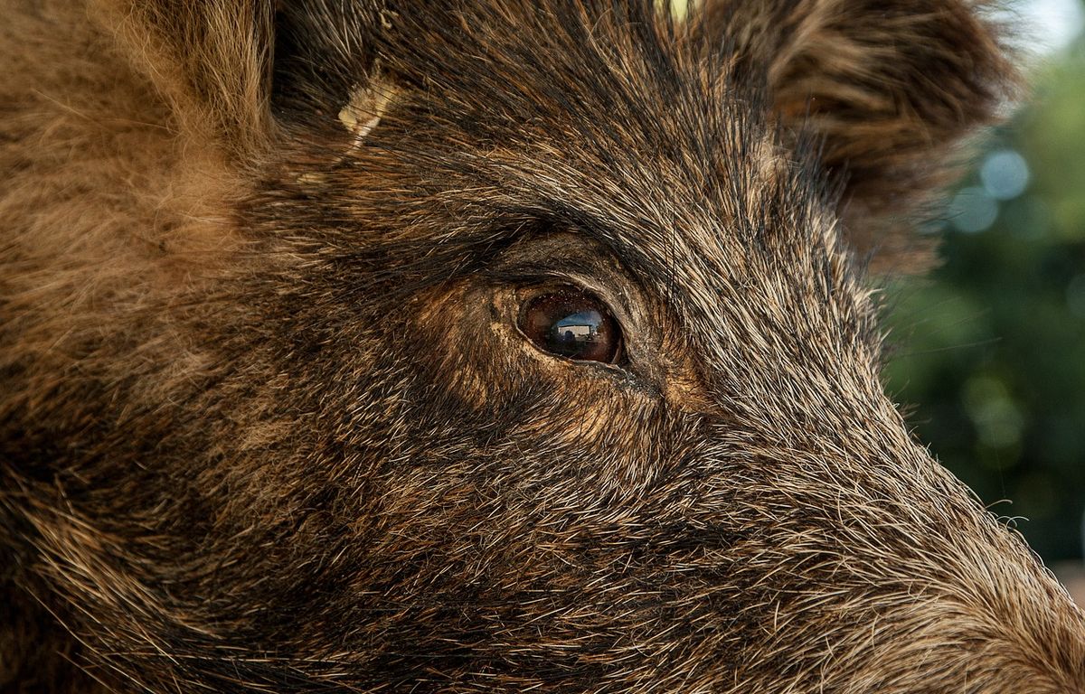 « Une vision écœurante » : Un charnier animal découvert dans une forêt des Yvelines