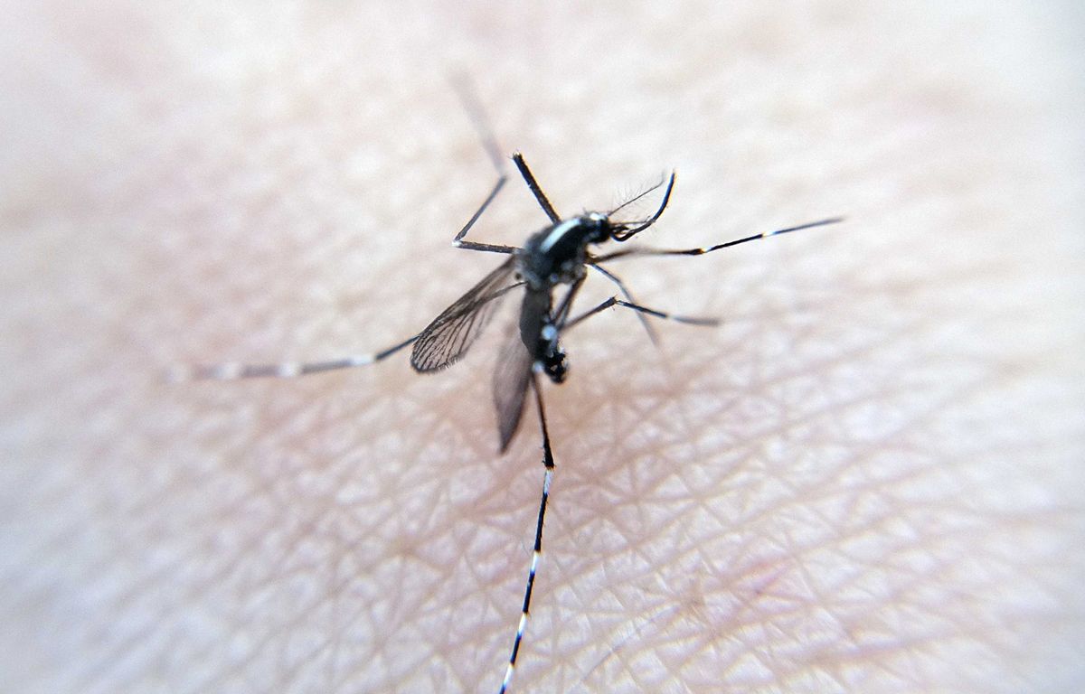 Vaucluse : « J’ai cru mourir »… L’éradication du moustique tigre devient une priorité pour éviter une crise sanitaire