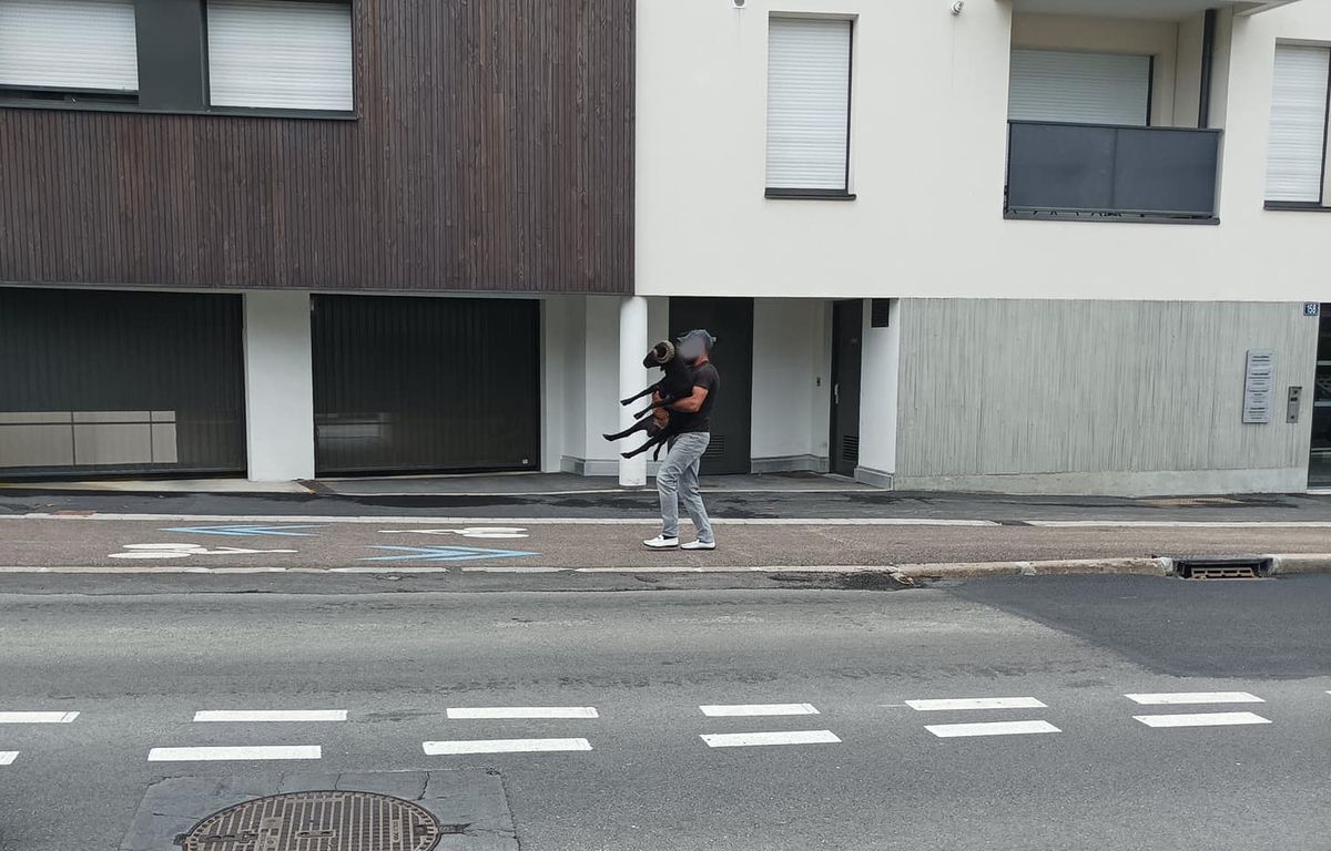 Rennes : Un homme filmé en pleine rue en train de voler un bélier
