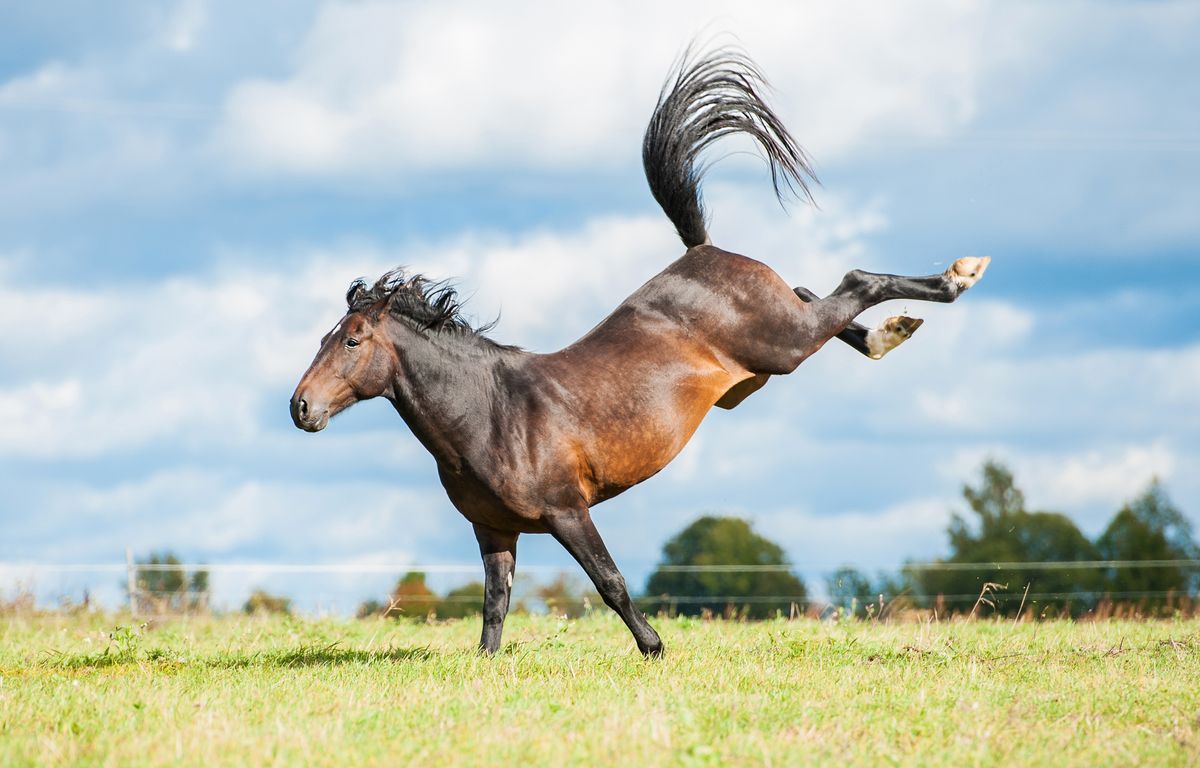 Lot-et-Garonne : Un cheval tué de plusieurs coups de couteau lors d’une balade