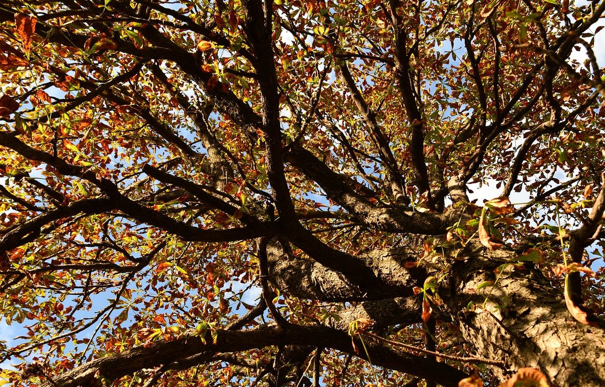 Limoges : Des arbres mystérieusement lacérés dans la ville et le long de la Vienne