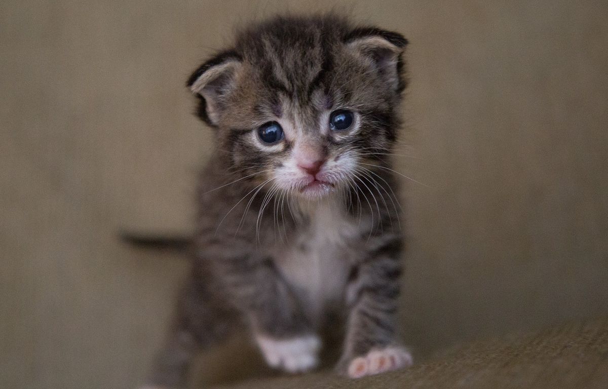 Calvados : Les autorités mettent le paquet pour sauver un chaton coincé dans les égouts