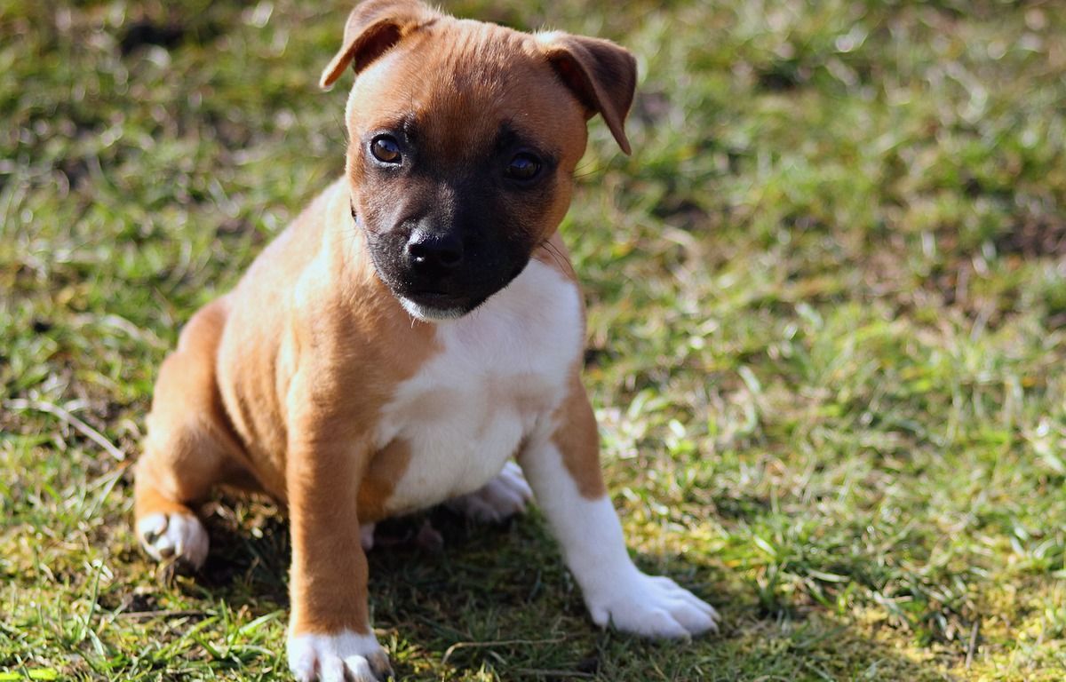 Loiret : Deux chiens attaquent et tuent la chienne d’une promeneuse à Pithiviers