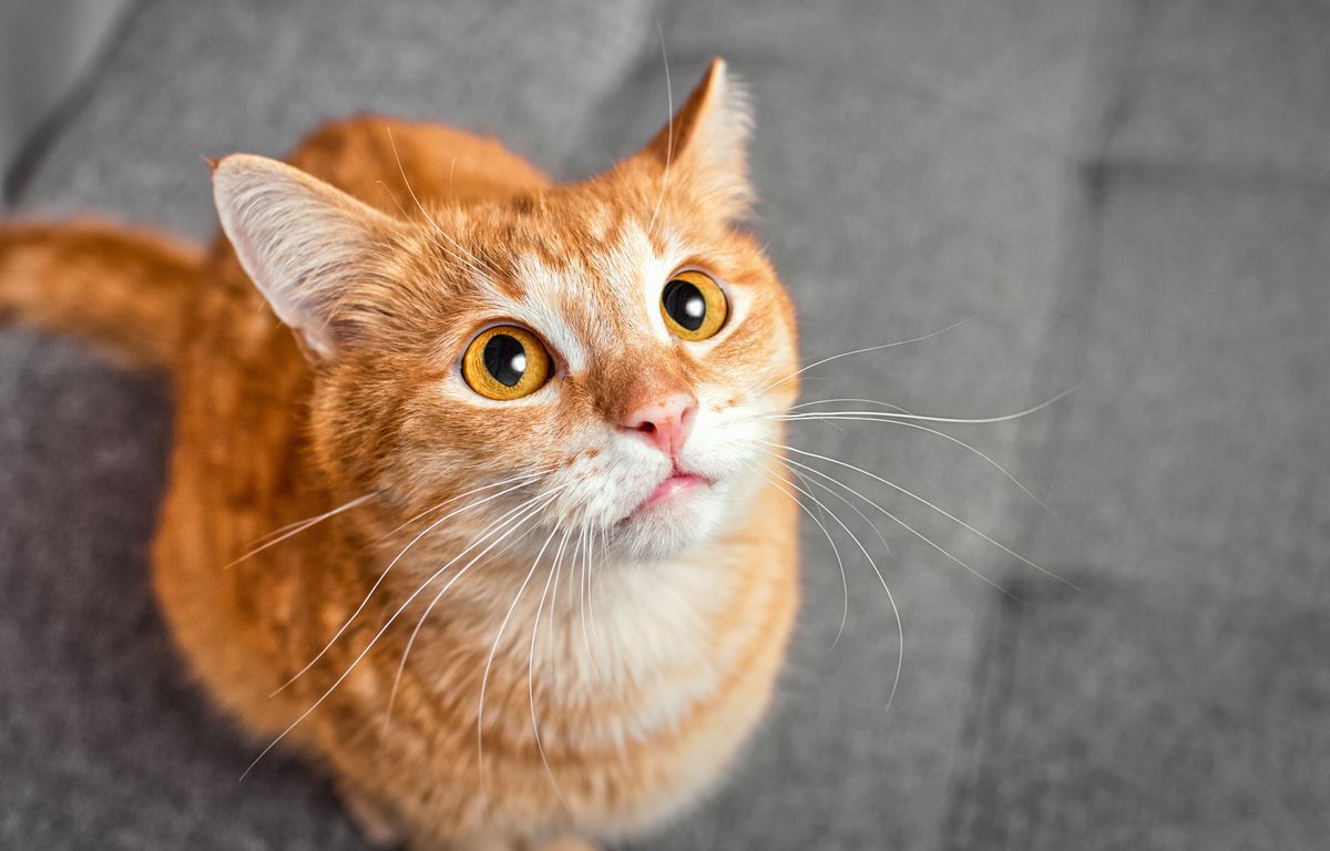 Indre-et-Loire : Deux chats enfermés pendant une semaine sans nourriture ni eau