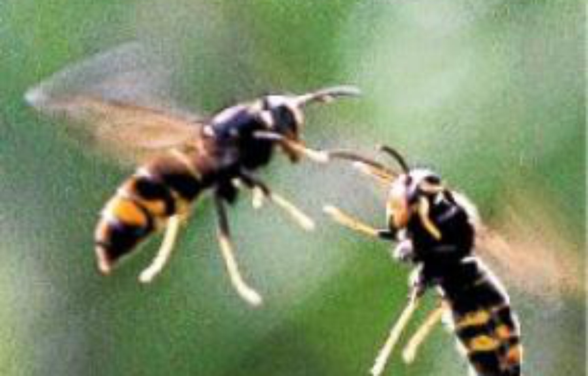 Loiret : Des frelons asiatiques attaquent des randonneurs, une personne hospitalisée