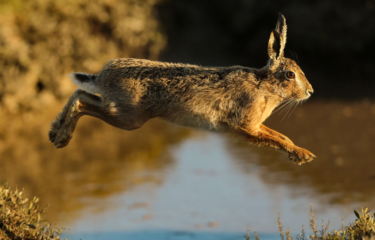 Aveyron : Des chasseurs mobilisés pour capturer les lièvres de l’aéroport de Rodez
