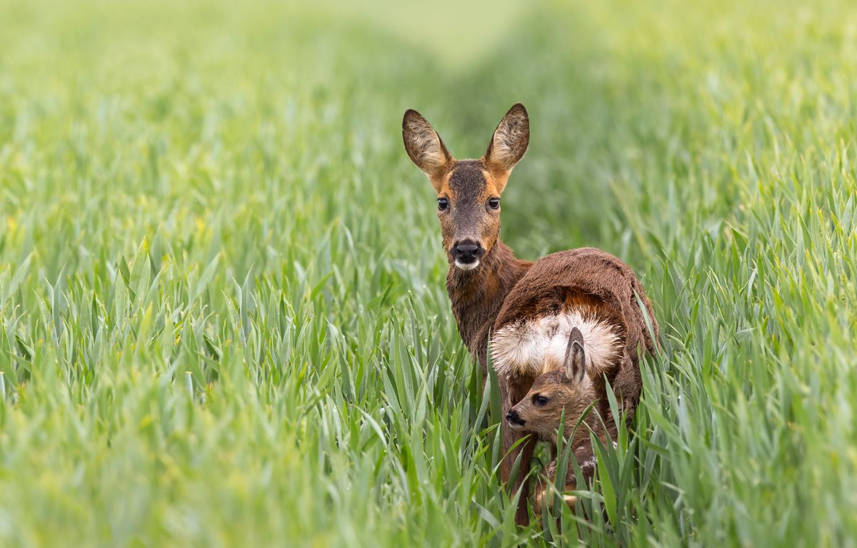 Oise : Les cadavres de chevreuils se multiplient mais les causes restent inconnues