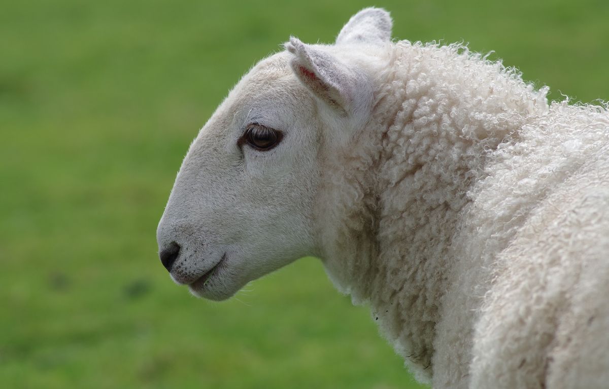 Marne : Des éleveurs retrouvent leur brebis décapitée et découpée en morceau