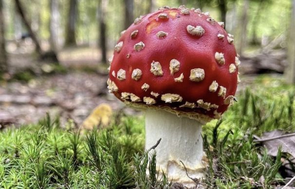 Puy-de-Dôme : Un couple mange les champignons de son jardin et termine à l’hôpital