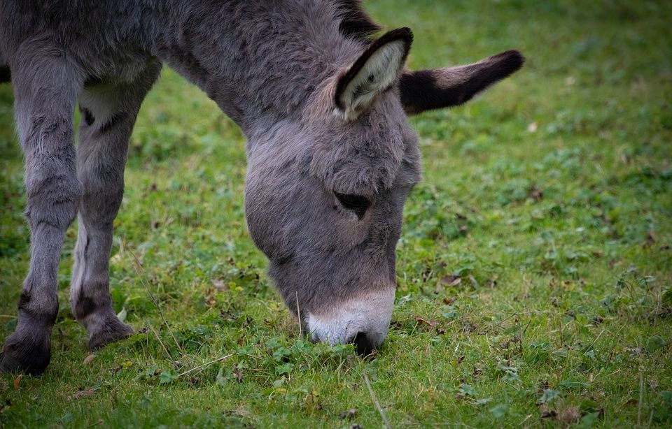 Ariège : Les secours sauvent un âne embourbé dans une mouillère