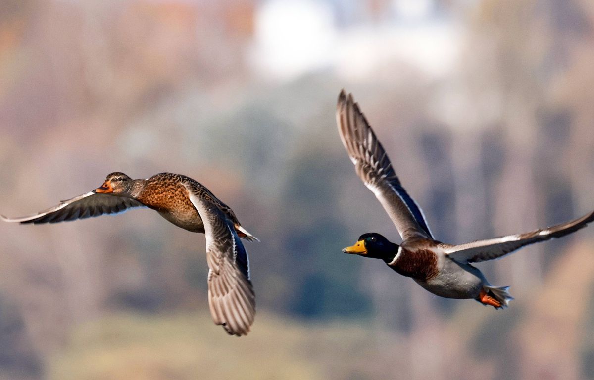 Chasse : C’est quoi cette histoire de canards tués pour entraîner des chiens ?