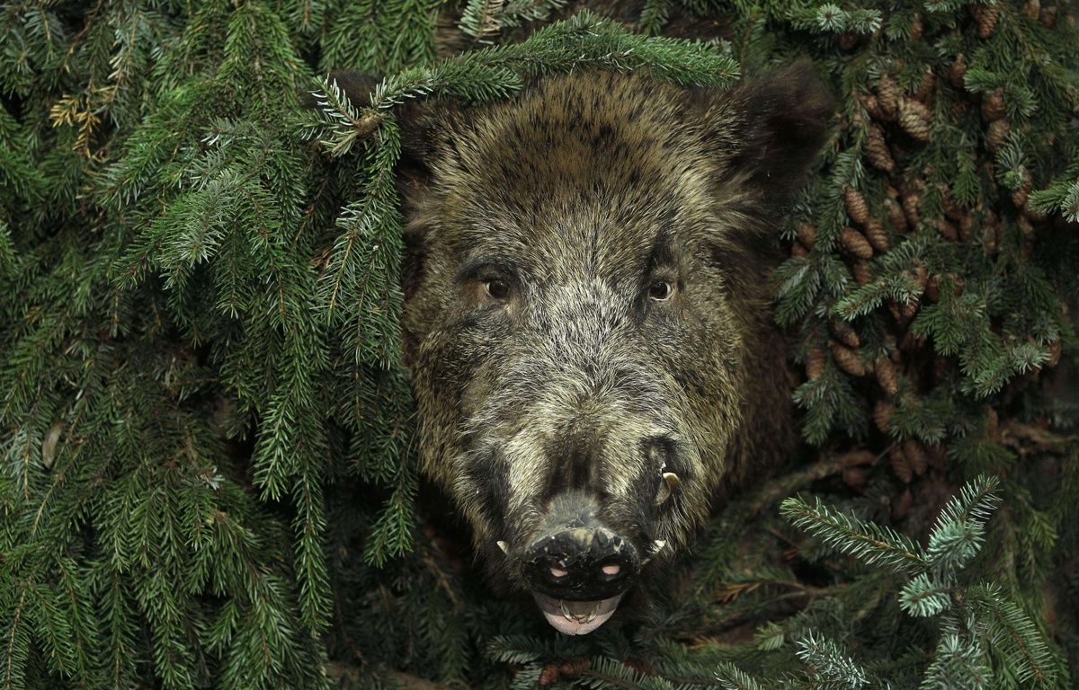 Côte-d’Or : Une laie recueillie illégalement risque d’être retirée à ses adoptants