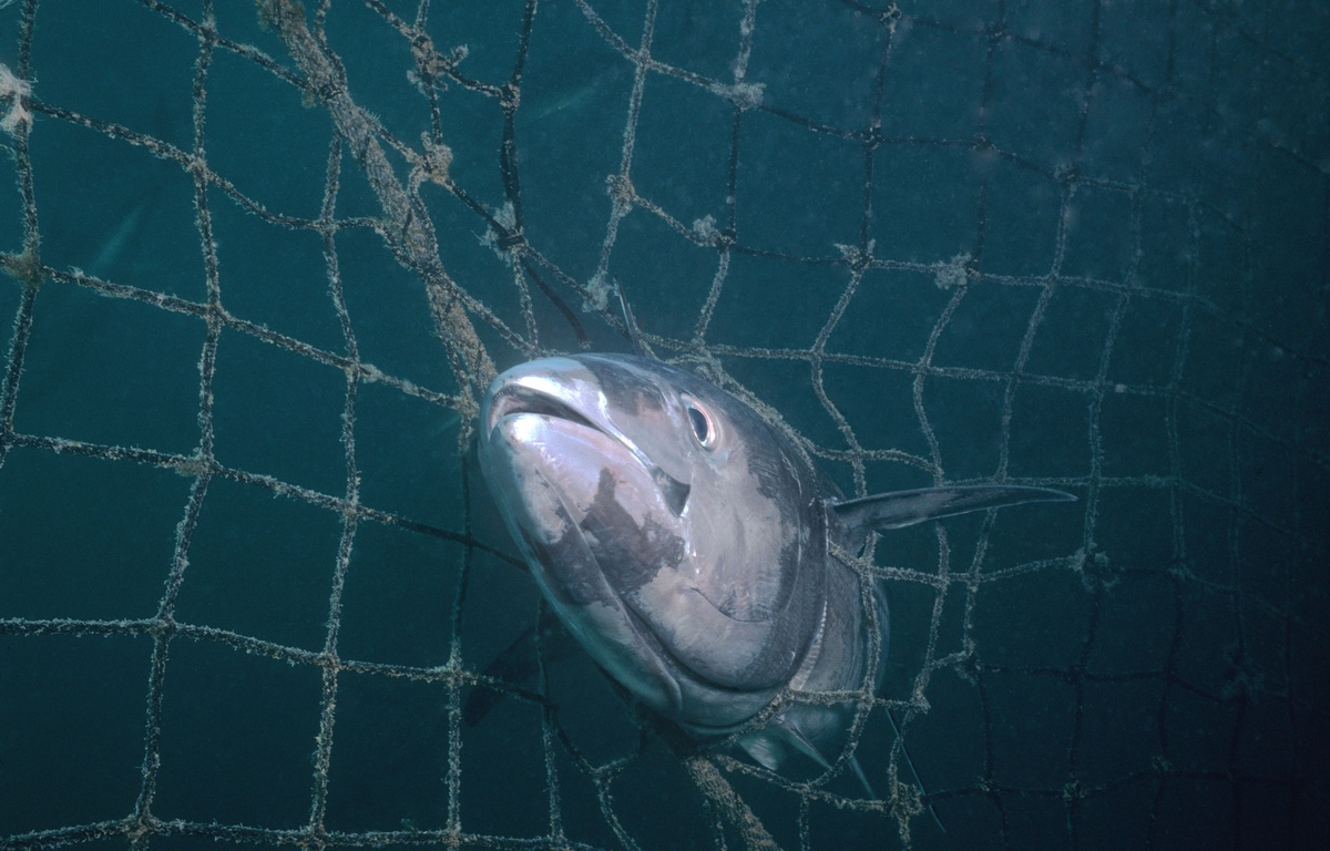 Finistère : Un capitaine surpris avec 350 kg de thon pêchés illégalement dans ses filets