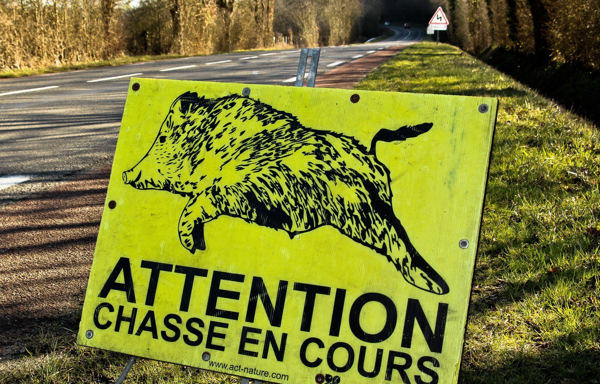 Var : Victime d’un chasseur, un cueilleur de champignons amputé d’une jambe