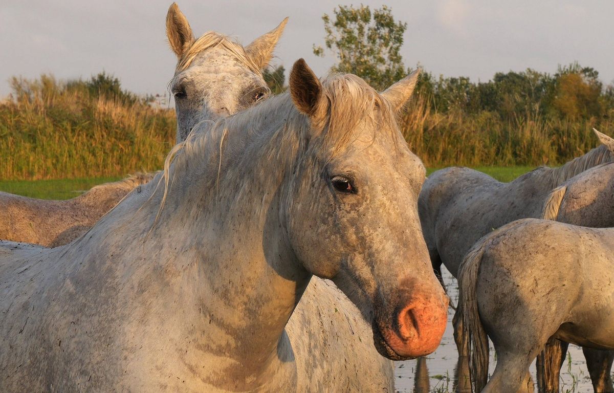Vitrolles : Oreille coupée et yeux mutilés… Enquête après la découverte d’un cadavre de cheval