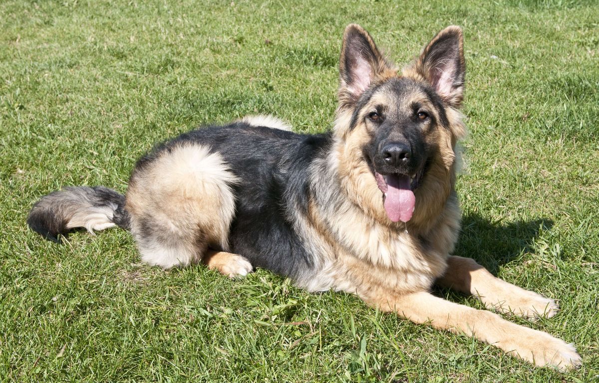 Marseille : Un chien empoisonné après des lettres de menaces