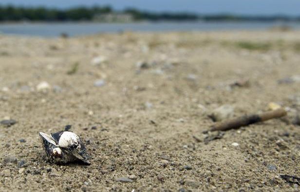 Bouches-du-Rhône : Un réseau pêche illégalement 24 tonnes de palourdes, même après l’alerte à la bactérie E.coli