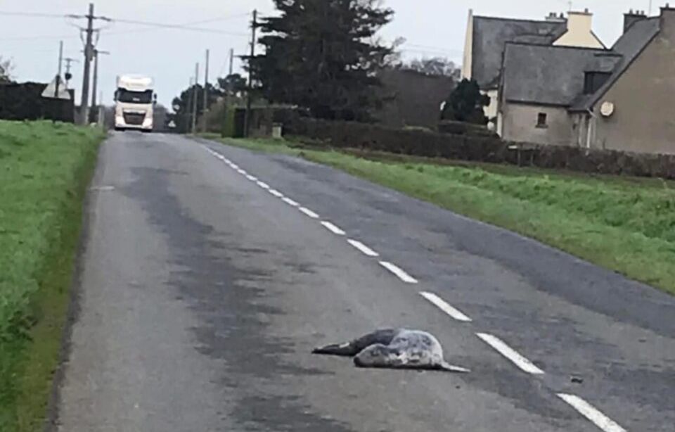 Bretagne : « On ne sait pas comment il est arrivé là »… Un phoque mort retrouvé au milieu d’une route