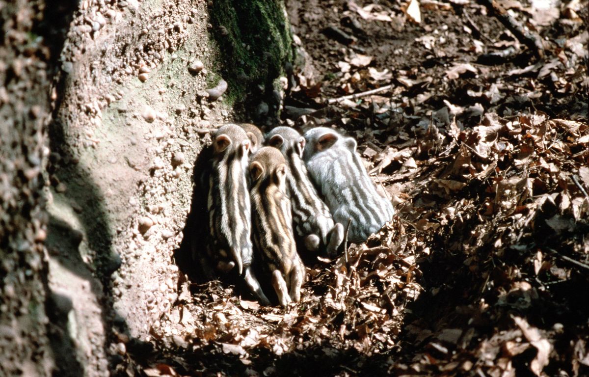 Côte-d’Or : Un marcassin mort déposé devant une mosquée