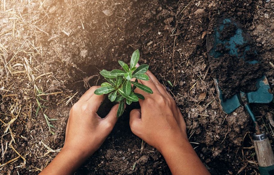 Limoges : Neuf arbres plantés sur un rond-point pour symboliser le dialogue