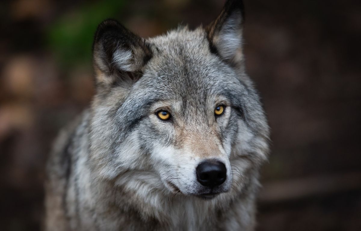 Doubs : Une nouvelle attaque de loup dans le département ?