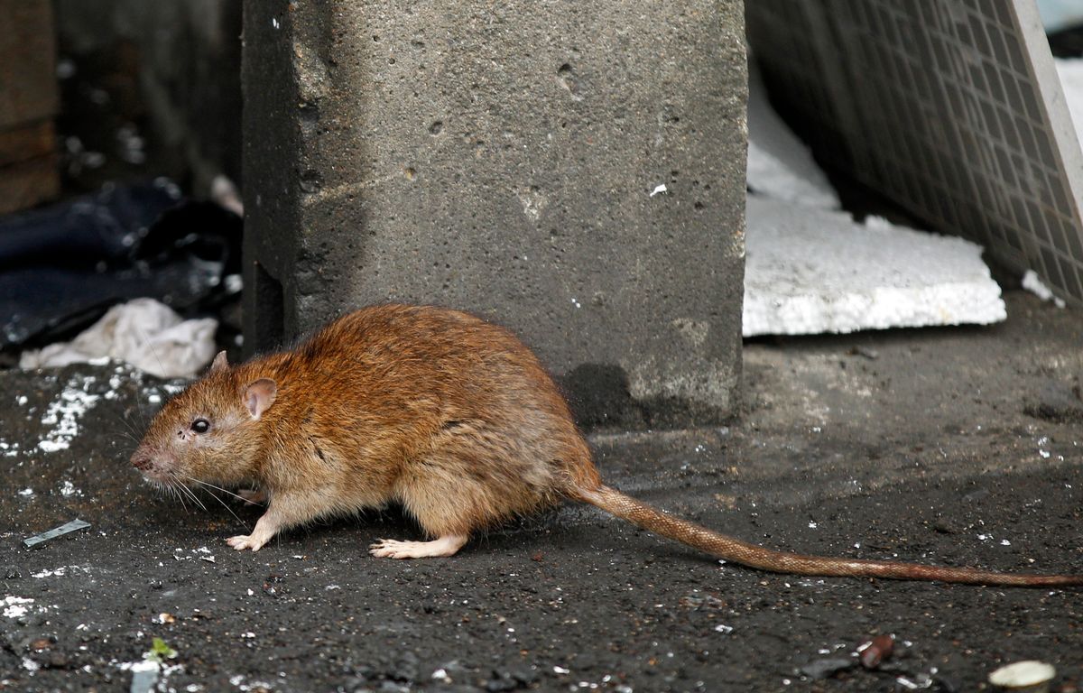 Var : Pour faire face à une invasion de rats, la Seyne-sur-Mer rend les opérations de dératisation obligatoires