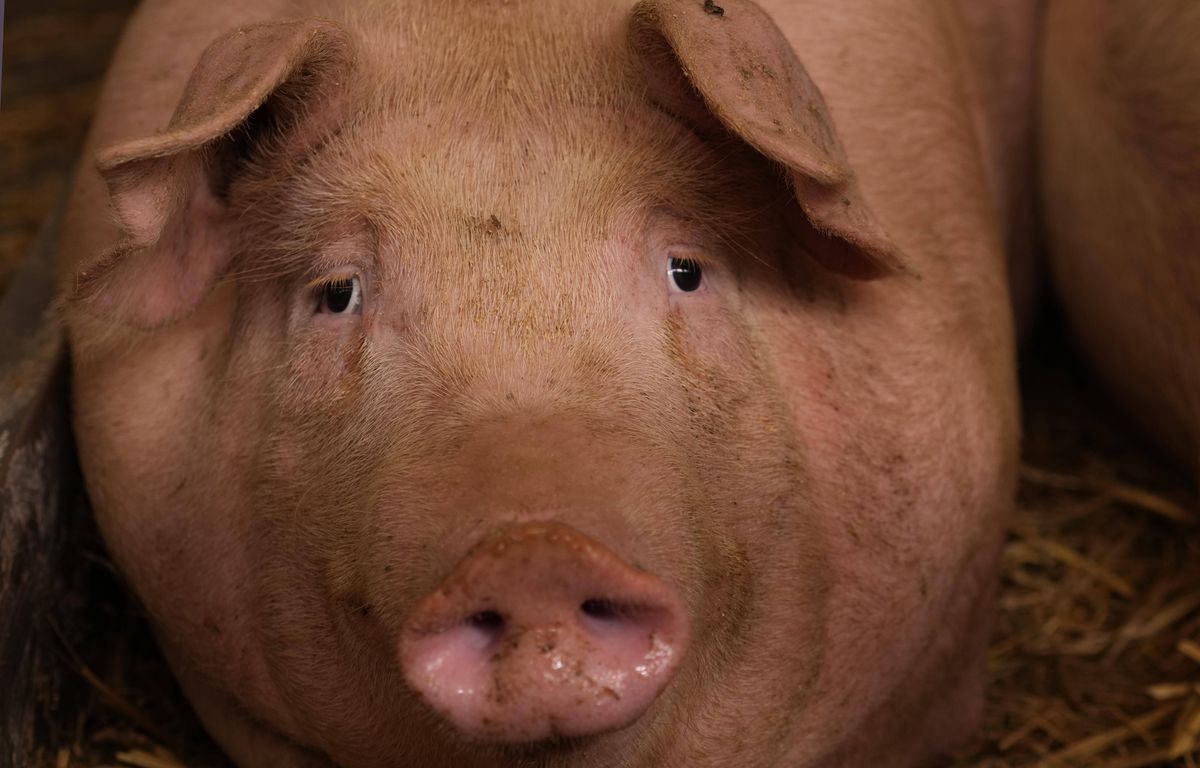 Landes : Un camion transportant 180 cochons vivants se renverse sur l’A65