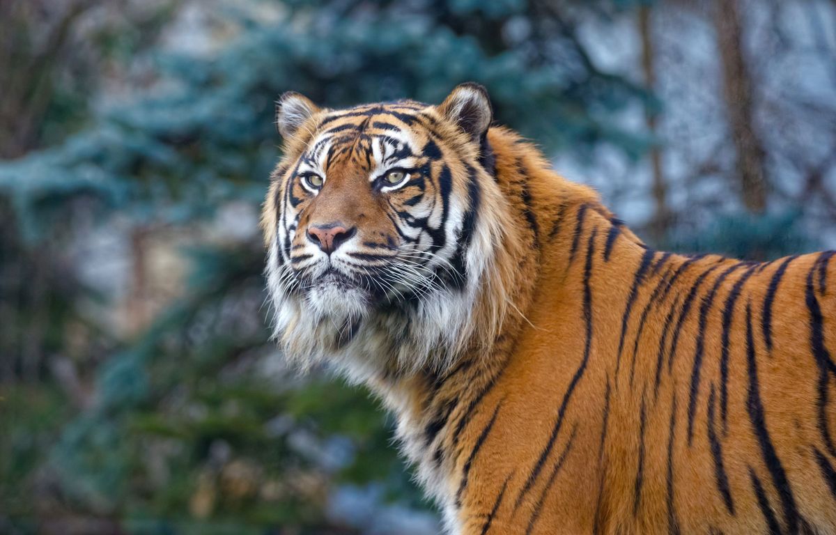 Un gardien tué par un tigre dans un zoo en Roumanie