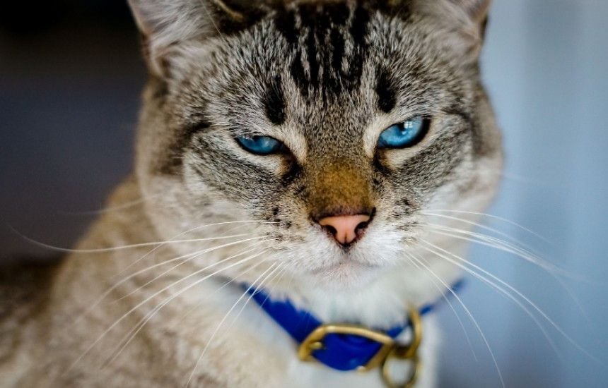 Ain : Elle retrouve son chat onze ans après sa disparition, et il ne quitte plus ses bras